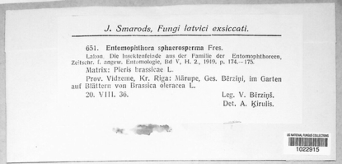 Entomophthora sphaerosperma image